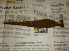 Polystichum aculeatum