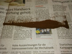 Polystichum aculeatum