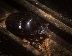 Onthophagus neostenocerus