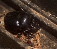 Onthophagus neostenocerus