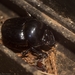 Onthophagus neostenocerus - Photo (c) Nicholas John Fisher, some rights reserved (CC BY-NC), uploaded by Nicholas John Fisher