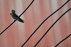 Hirundo tahitica