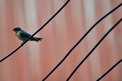 Hirundo tahitica