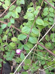 Symphoricarpos × chenaultii