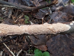 Corticium roseum
