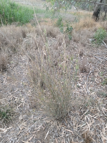 Leptochloa digitata, 2025-10-31