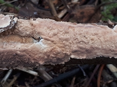 Corticium roseum
