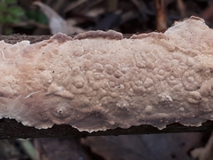 Corticium roseum