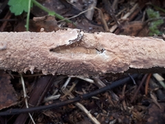 Corticium roseum