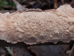 Corticium roseum