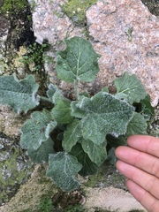 Hyoscyamus albus