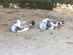 Cairina moschata domestica