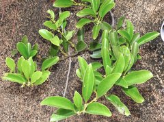 Dendrotrophe varians