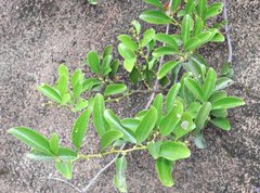 Dendrotrophe varians