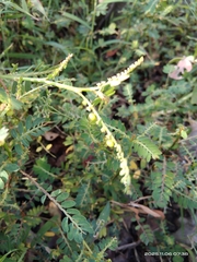 여우구슬 (Phyllanthus urinaria): 기원과 용도 — 사진 2