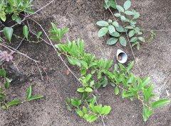 Dendrotrophe varians