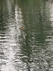 Tachybaptus ruficollis