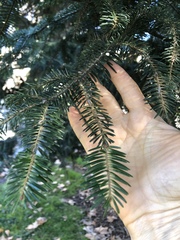 Abies alba