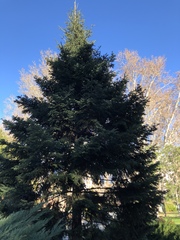 Abies alba