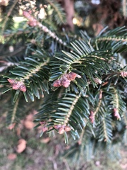 Abies alba