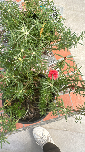 Portulaca grandiflora 'Sundance'