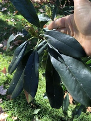 Rhododendron