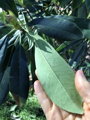 Rhododendron