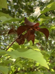 Monodora junodii junodii