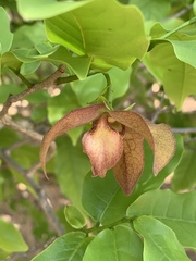 Monodora junodii junodii