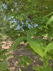 Monodora junodii junodii