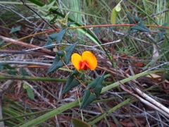 Platylobium triangulare