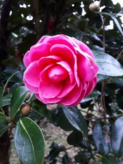 Camellia japonica