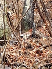 Syrmaticus soemmerringii