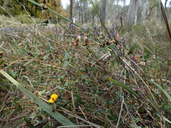 Platylobium triangulare