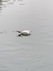 Chroicocephalus ridibundus