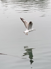 Chroicocephalus ridibundus