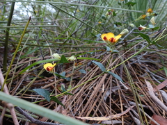 Platylobium triangulare