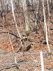 Syrmaticus soemmerringii