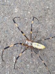 Trichonephila clavata