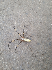 Trichonephila clavata