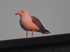 Larus michahellis