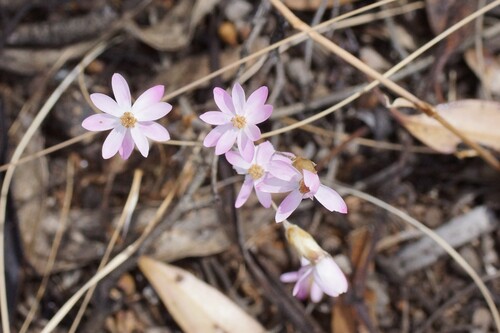 Pink Everlasting (Schoenia cassiniana)