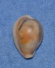 Erronea subviridis