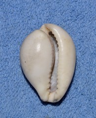 Erronea subviridis
