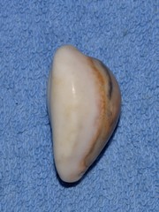 Erronea subviridis
