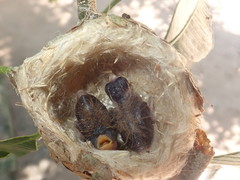 Chrysuronia versicolor