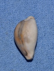 Erronea subviridis