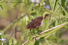 Pellicia arina