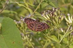 Pellicia arina