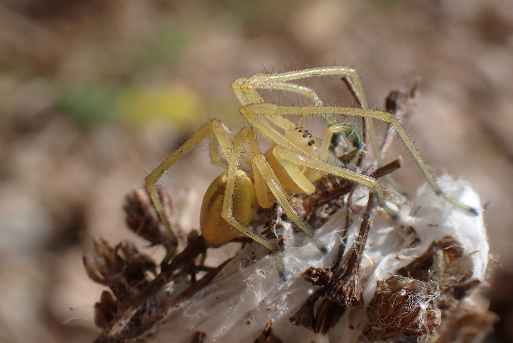 Cheiracanthium elegans
